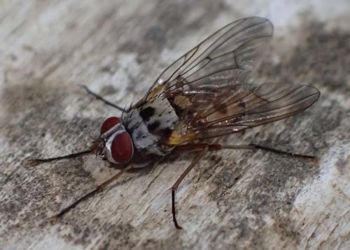 Réf. 276 106 : Helina clara